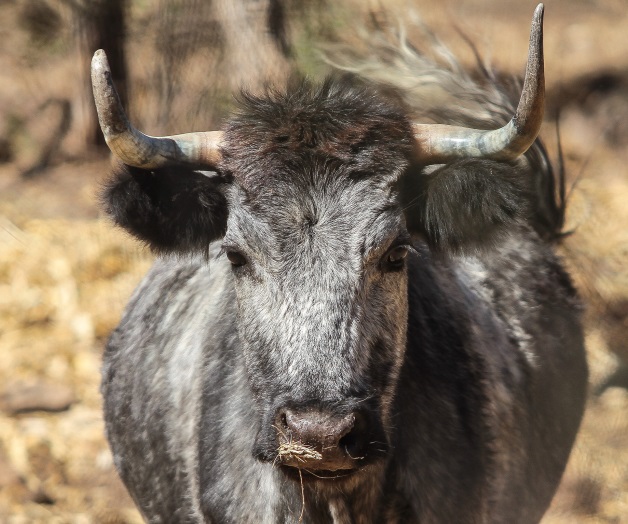 Xajay, cuna de toros indultados