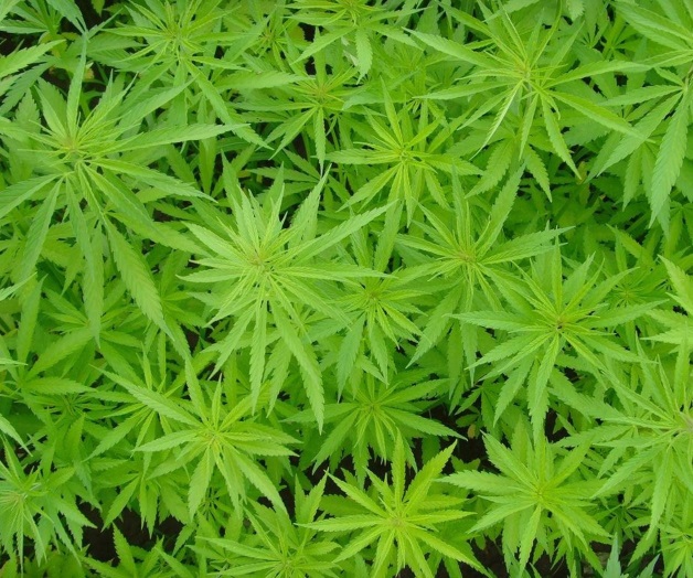 Mariguanol sí contiene sustancia psicotrópica de mariguana.- Cofepris