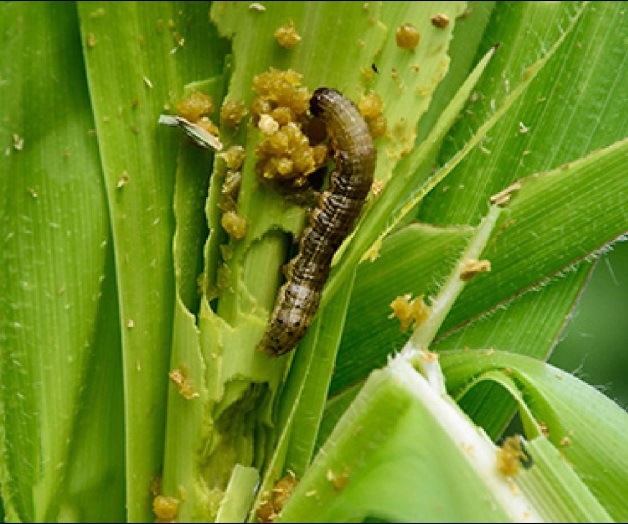 Alertan por gusano cogollero en maíces. Recomiendan monitorear sembradíos Alertan por gusano cogollero en maíces. Recomiendan monitorear sembradíos