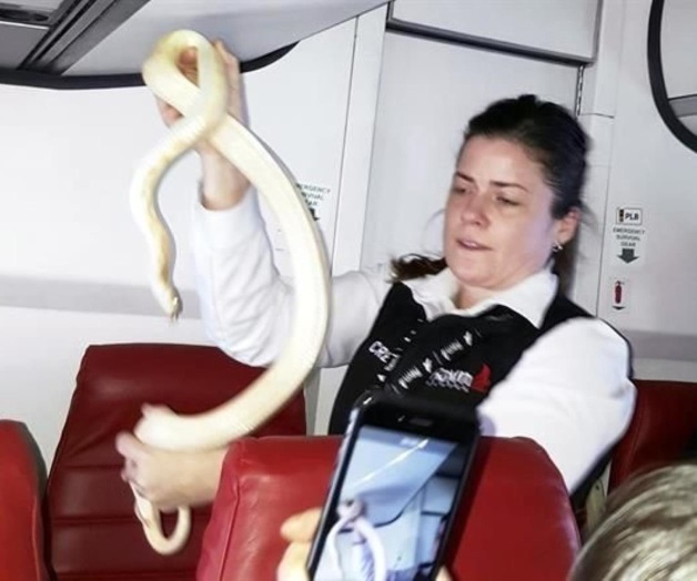 Hallan serpiente en avión, conmociona... Hallan serpiente en avión, conmociona...