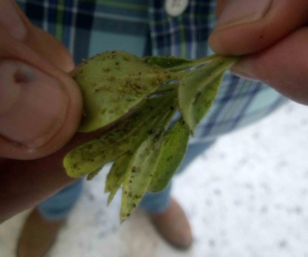 Llega pulgón amarillo a plantas domésticas