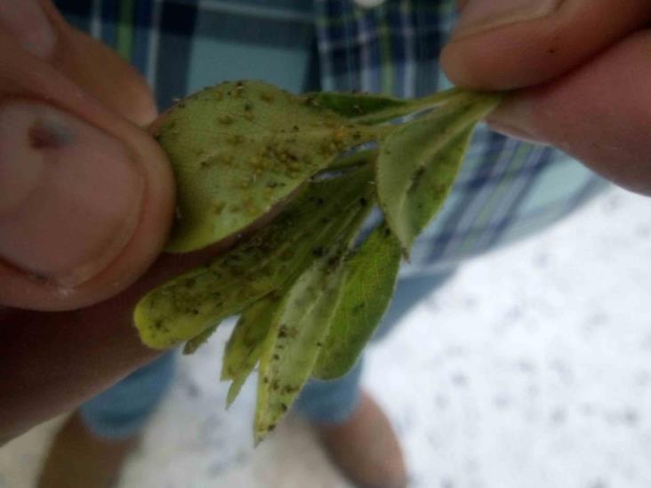 Llega pulgón amarillo a plantas domésticas Llega pulgón amarillo a plantas domésticas