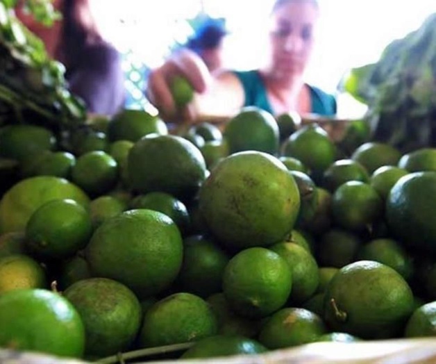 Afecta plaga llamada Trips producción de limón Afecta plaga llamada Trips producción de limón