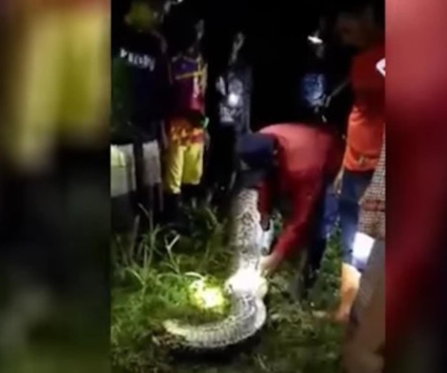 Se come serpiente pitón a un hombre en Indonesia 