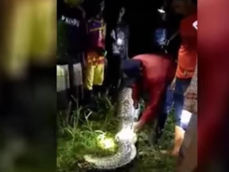 Se come serpiente pitón a un hombre en Indonesia Se come serpiente pitón a un hombre en Indonesia
