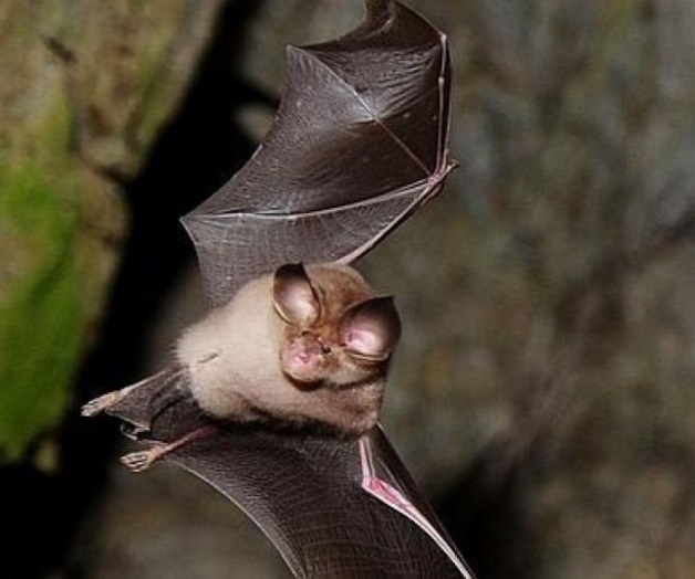 Muere una persona por rabia en Soto La Marina