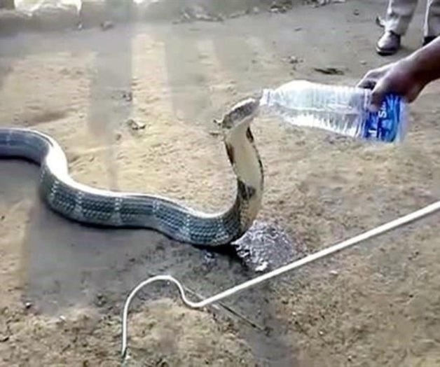 Cobra sedienta bebe agua de botella en La India