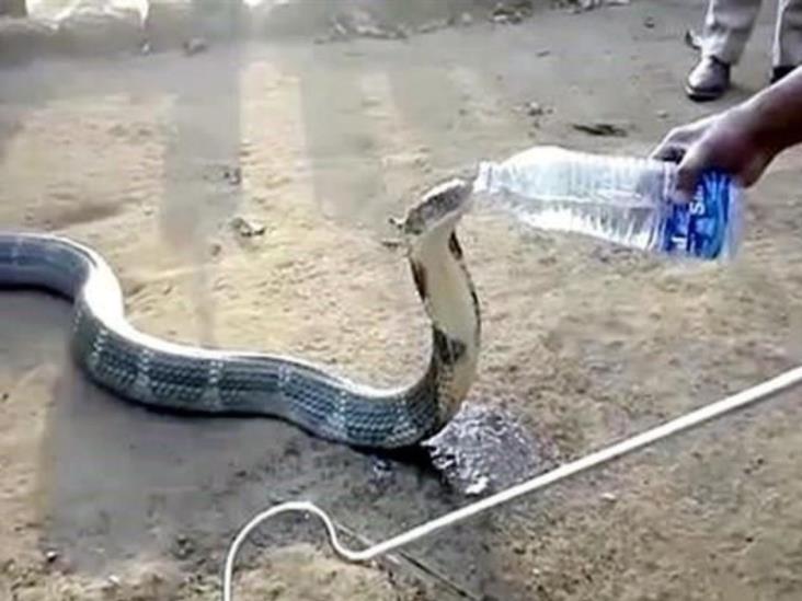 Cobra sedienta bebe agua de botella en La India Cobra sedienta bebe agua de botella en La India