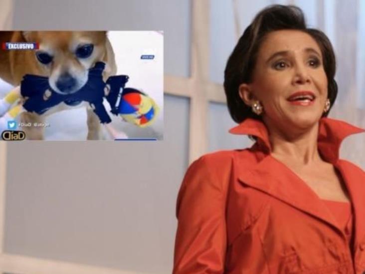 Muñeco de Kiko es juguete del perro de Florinda Meza Muñeco de Kiko es juguete del perro de Florinda Meza