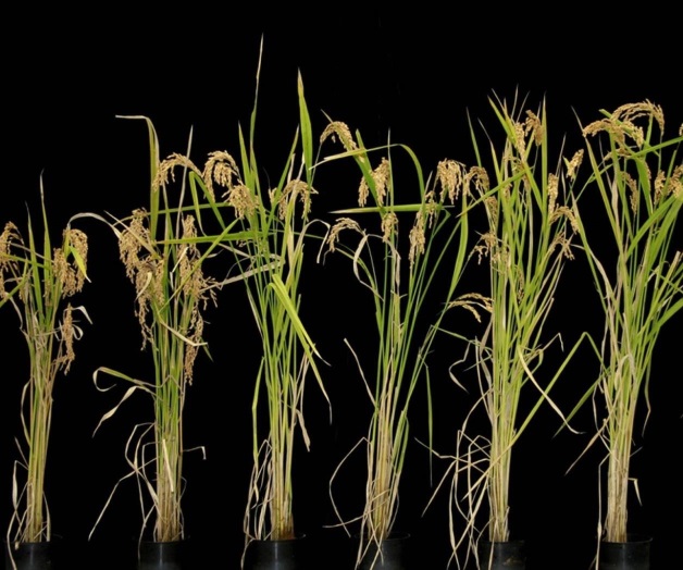 El arroz transgénico que florece cuando uno quiere