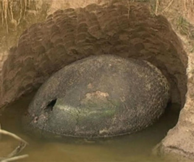 Hallan huevos de dinosaurio en Argentina (Video)