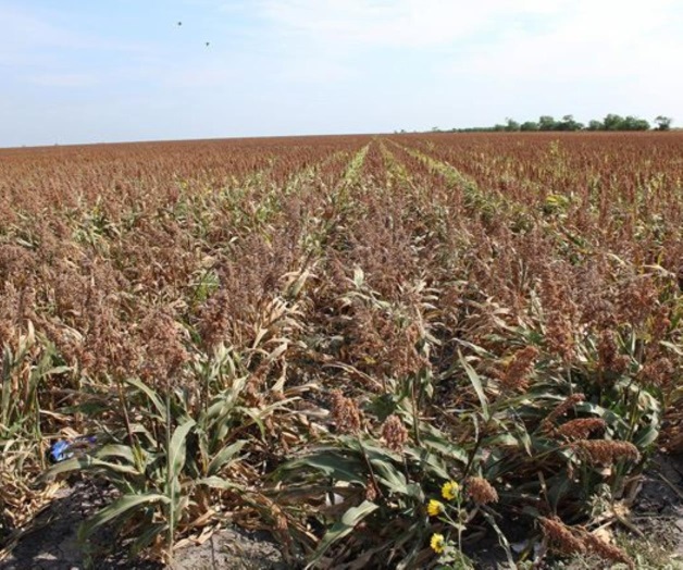 Se estima una cosecha de 675 mil toneladas de sorgo Se estima una cosecha de 675 mil toneladas de sorgo