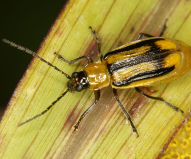 Disminuye plaga de diabrótica por la aplicación de insecticida