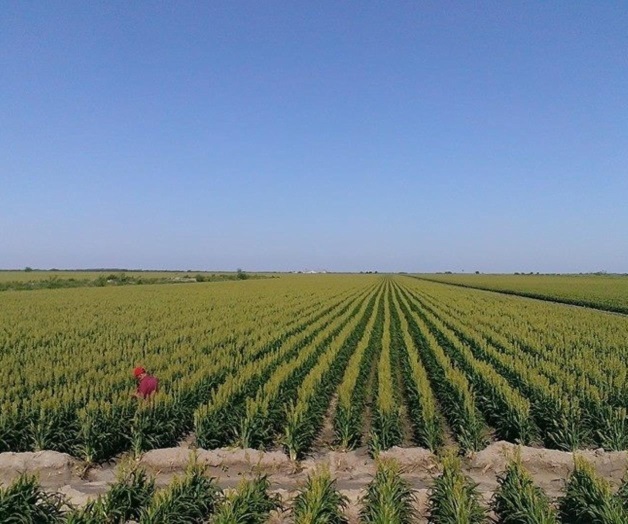 Poca presencia de plagas en siembras