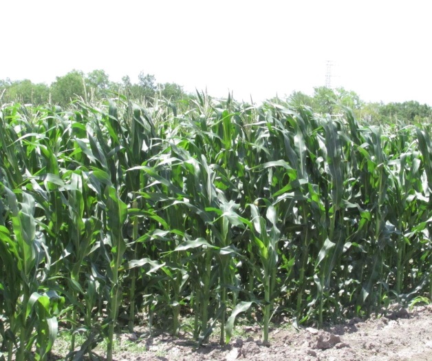 Reanudan pago de apoyos a maiceros. Todavía falta una gran cantidad