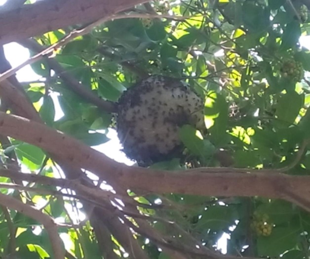 Eliminan enjambre de abejas