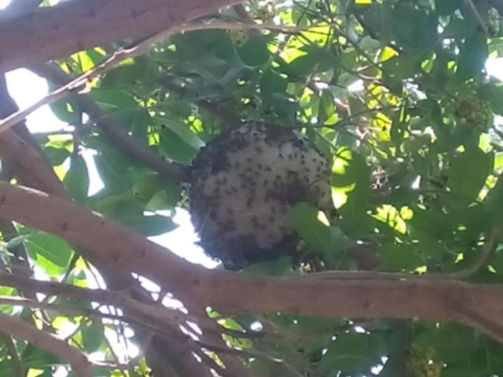 Eliminan enjambre de abejas Eliminan enjambre de abejas