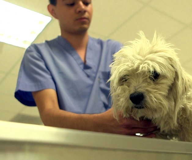 Profesión de vocación y extremos cuidados