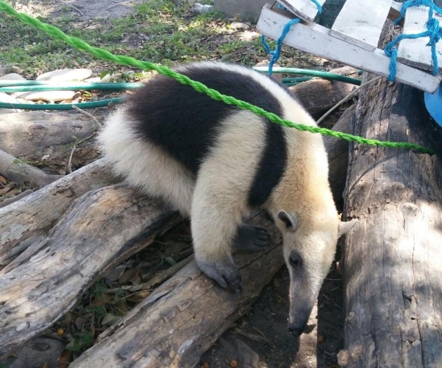 Rescata PROFEPA oso hormiguero en Tamaulipas