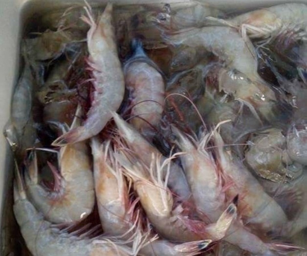 Fijan la veda de camarón