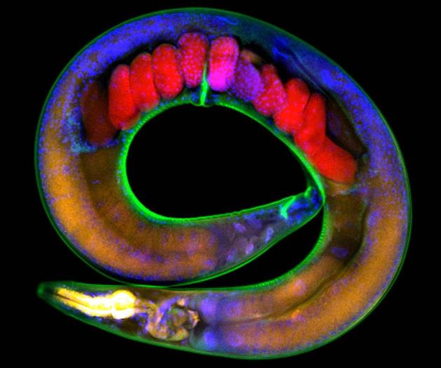 Los gusanos llevan en sus genes los traumas de sus tatarabuelos