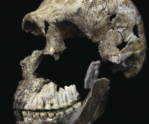 El homínido que vivió en África junto al ‘Homo sapiens’