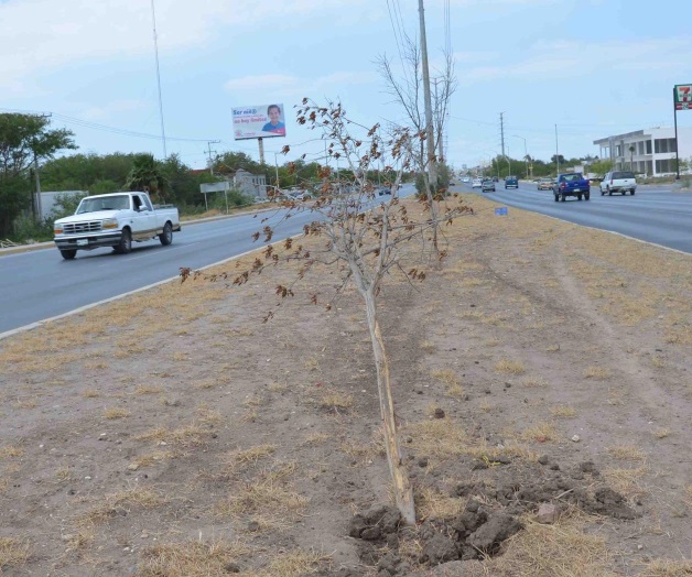 Descuidan áreas verdes en camellones