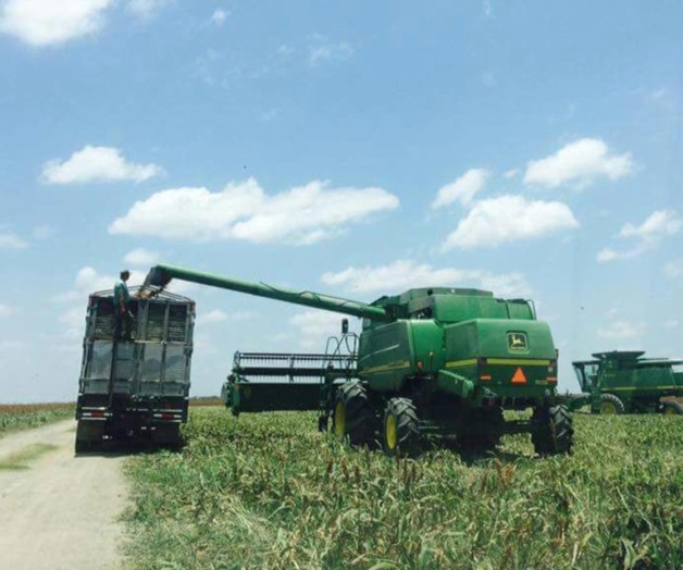 Bodegas captan 310 mil Tons. de sorgo Bodegas captan 310 mil Tons. de sorgo