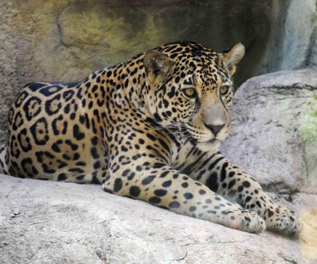 Jaguar escapa de jaula, ataca mono en zoológico