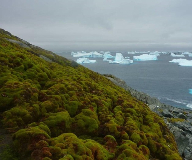 Reverdece la Antártida gracias al cambio climático Reverdece la Antártida gracias al cambio climático