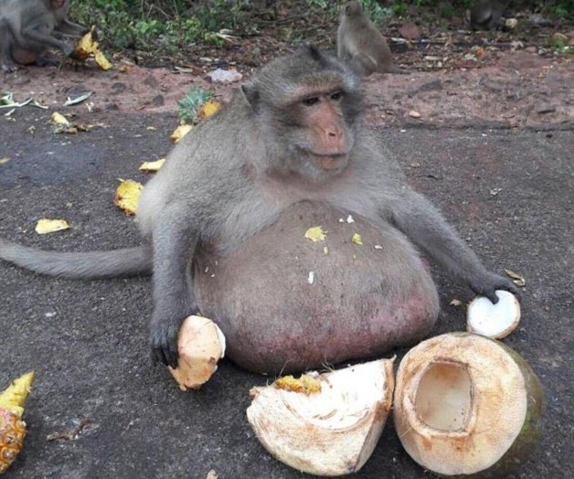 Ponen a dieta a mono que engordó con comida chatarra 