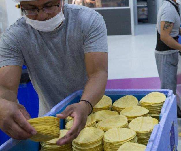 Comercian tortillas aztecas en Europa. Llevan maquinaria desde Guanajuato Comercian tortillas aztecas en Europa. Llevan maquinaria desde Guanajuato