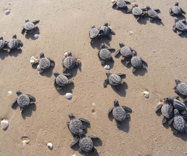 Especie en peligro de extinción. Es Litoral de Tamaulipas, su único refugio seguro