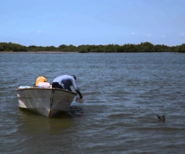 En marcha veda de camarón