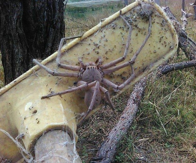 Impacta hallazgo de enorme ARAÑA Impacta hallazgo de enorme ARAÑA