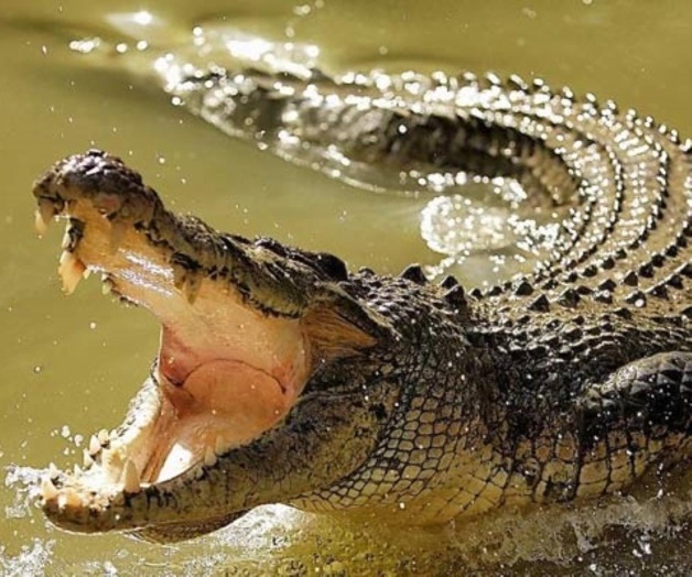 Capturan dos cocodrilos en Madero Capturan dos cocodrilos en Madero
