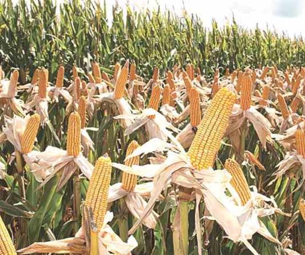 Pacta comercializar 42 mil Ton. de maíz Pacta comercializar 42 mil Ton. de maíz