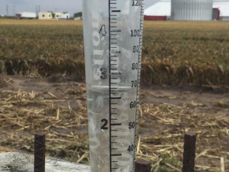 Paralizan lluvias las trillas de sorgo Paralizan lluvias las trillas de sorgo