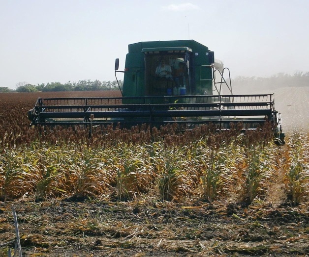 Trillan a marchas forzadas Trillan a marchas forzadas