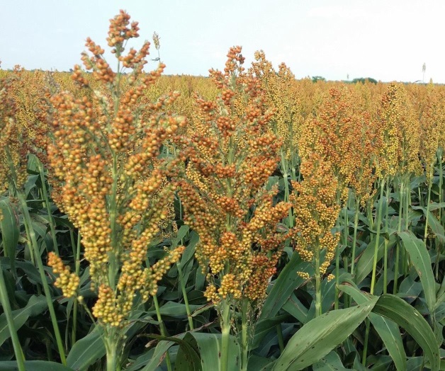 Devasta la sequía 15 mil Ha. de sorgo