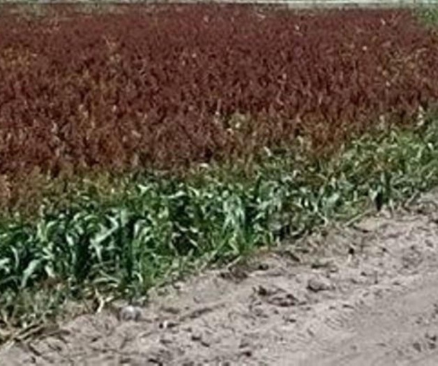 Aparecen primeros siniestros en sorgo Aparecen primeros siniestros en sorgo