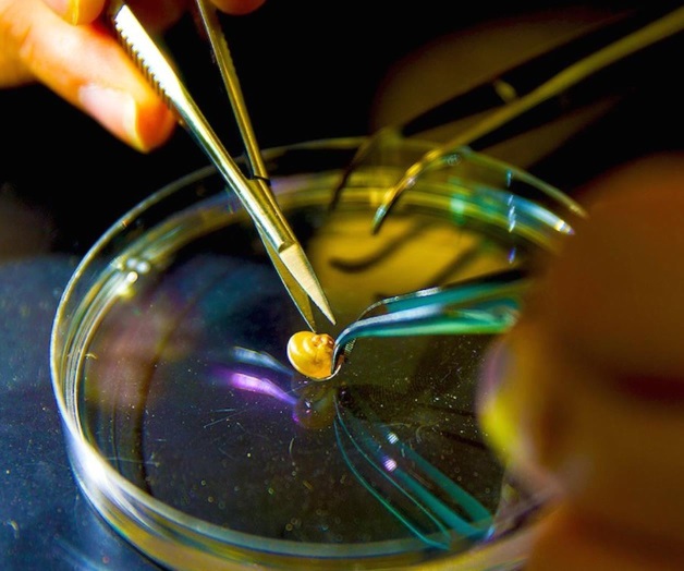 Descubren una nueva especie de caracol Descubren una nueva especie de caracol