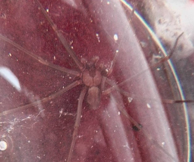 Encuentra una peligrosa araña violinista en el baño de su casa