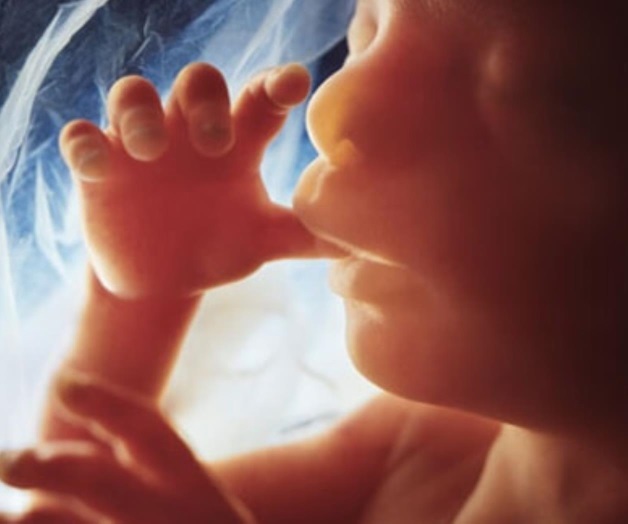 Luchan porque los ‘no nacidos’ sean tratados con dignidad