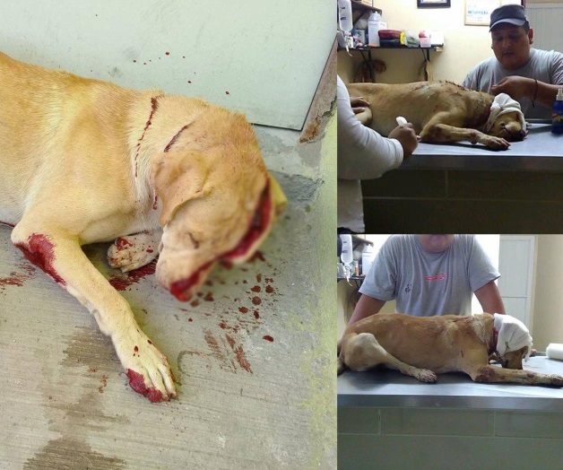 Indigna a reynosenses perro macheteado en Villa Esmeralda Indigna a reynosenses perro macheteado en Villa Esmeralda
