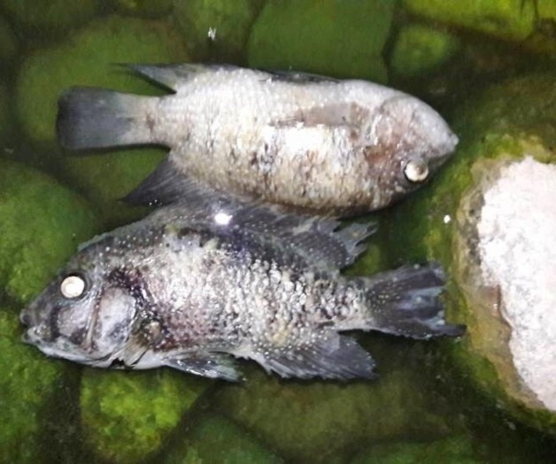 Fuga de drenaje contamina y mata peces en río La Silla