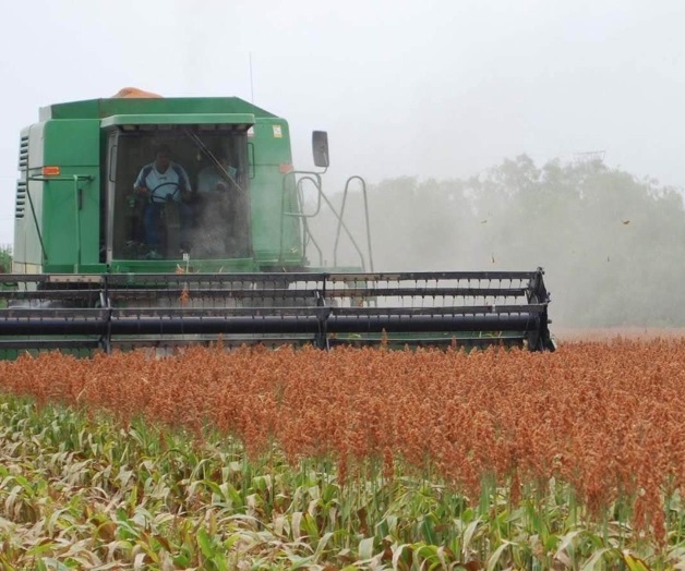 Inician trillas de sorgo en la región Inician trillas de sorgo en la región