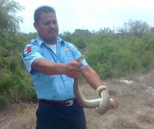 Advierten por presencia de reptiles y otras plagas Advierten por presencia de reptiles y otras plagas
