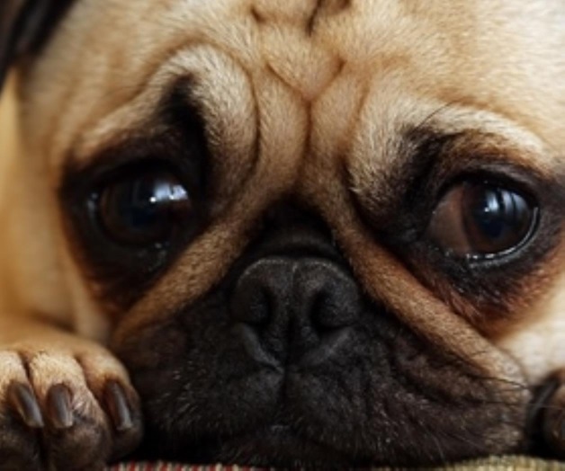 Fenómeno cambia la vida a decenas de mascotas Fenómeno cambia la vida a decenas de mascotas