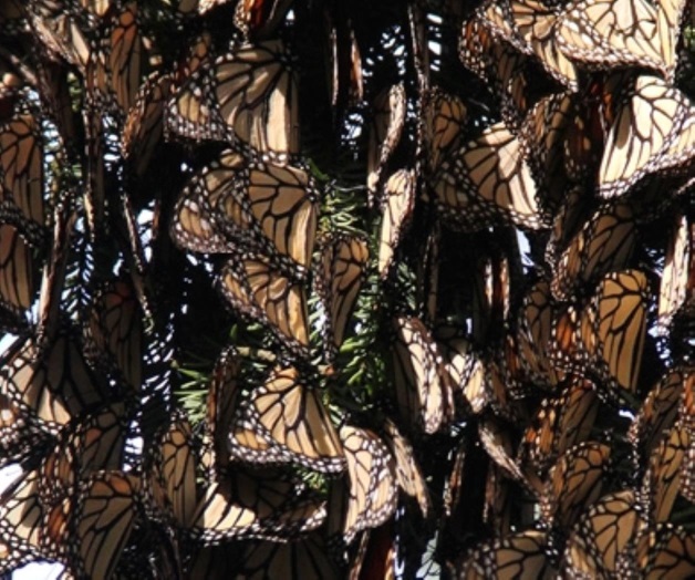 Llama Laura Bush a salvar la monarca